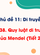 Bài 38. Quy luật di truyền của Mendel (Tiết 2)
